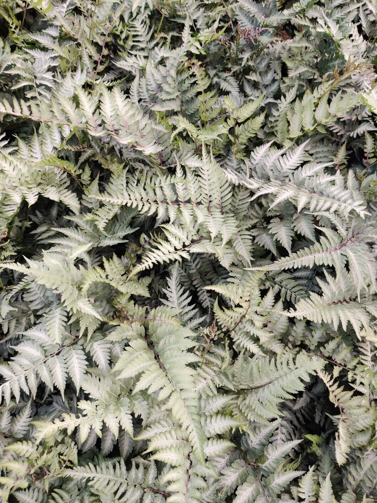 Athyrium niponicum 'Pictum' Japanese Painted Fern Well Rooted Plant 5.25" Pot