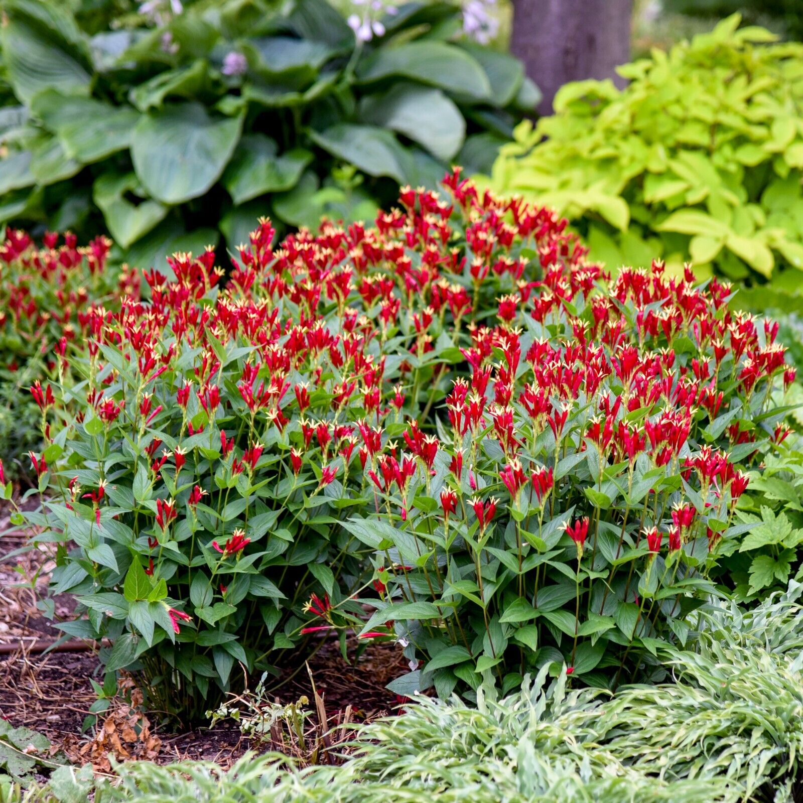 Spigelia Apple Slices 5.25 inch Pot Size Perennial Plant Sun or Shade Native!