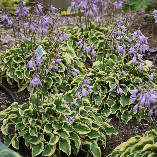 Hosta Wrinkle in Time Well Rooted 5.25" Pot Perennial Shade Hardy Plant