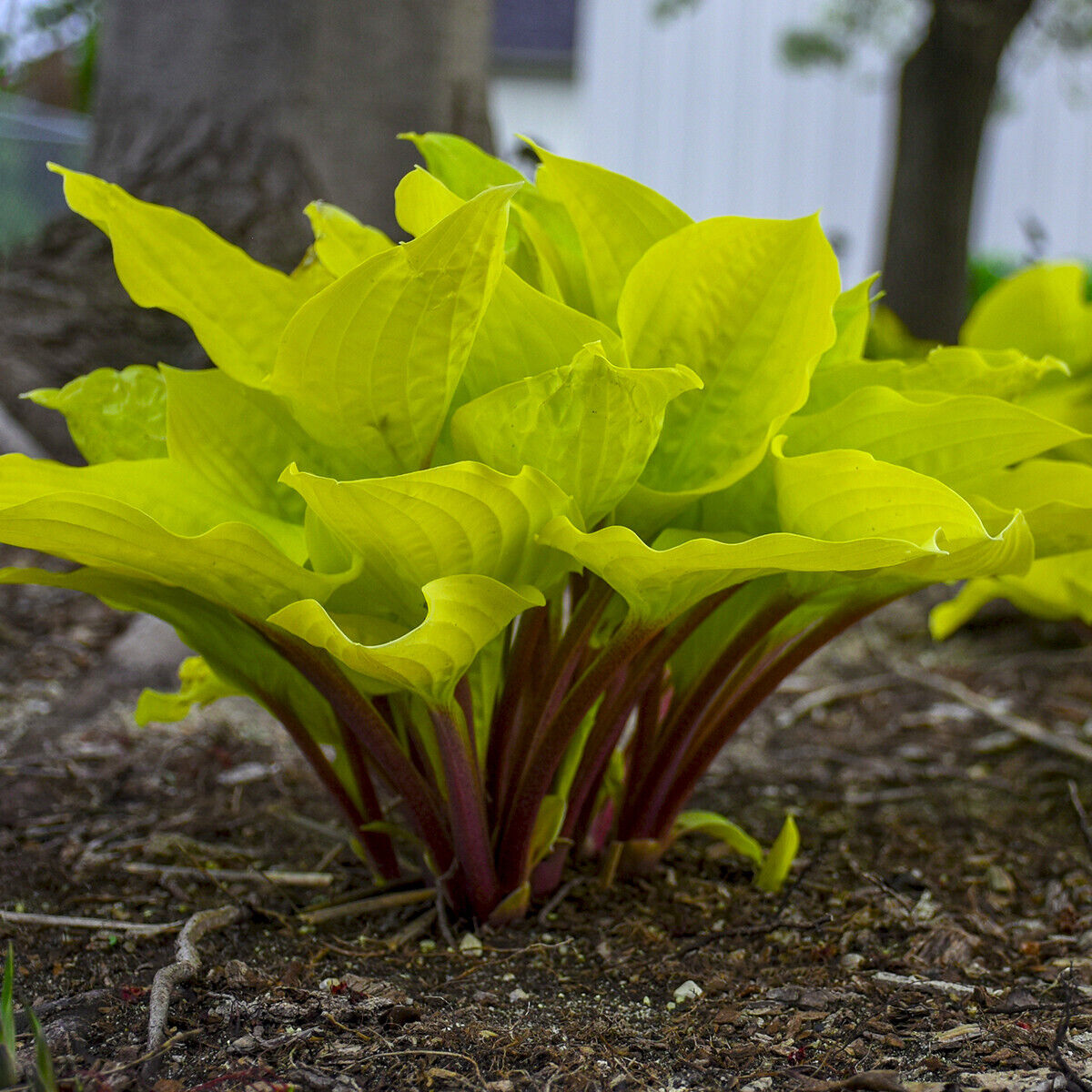 Hosta Fire Island 5.25" Pot Well Rooted Perennial Shade RED Petioles Stems