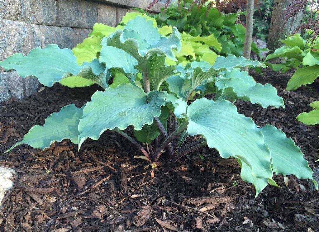 Hosta Skywriter Well Rooted 5.25" Pot Perennial Shade 2025 Hosta of the YEAR