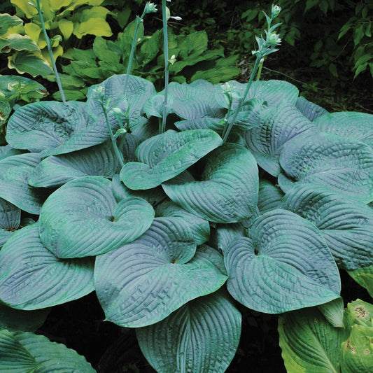 Hosta Humpback Whale Well Rooted 5.25" Pot Perennial Shade Plant Monster Blue