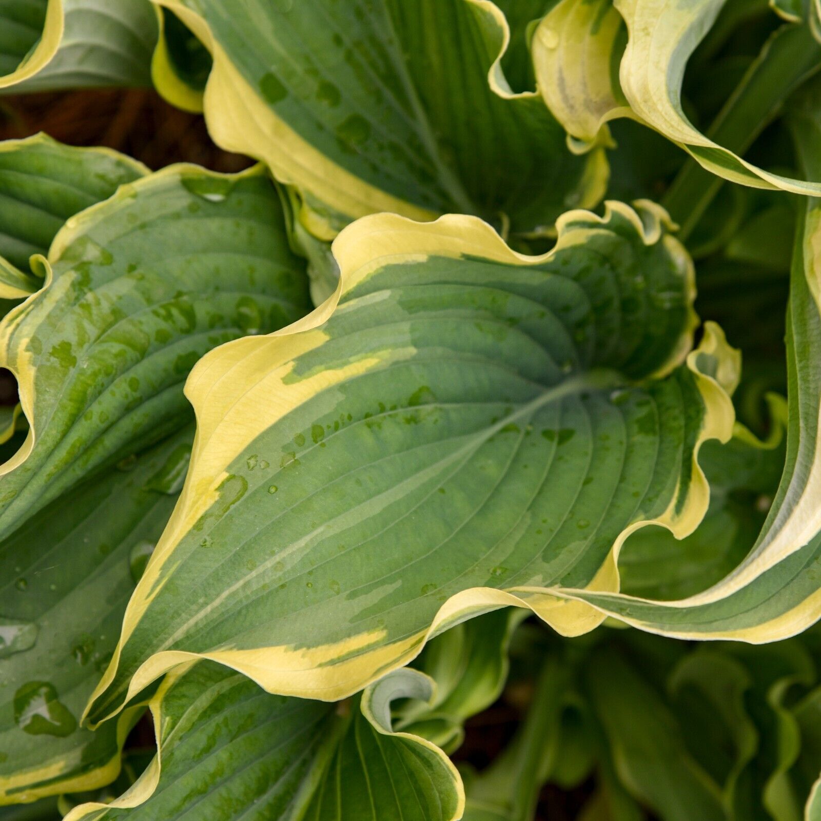 Hosta Shadowlands "Voices in the Wind" Proven Winners Rooted 5.25" Pot Perennial
