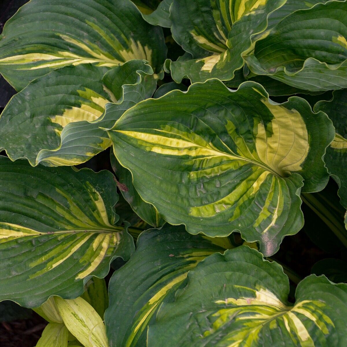 Hosta Lakeside Paisley Print 5.25" Pot Well Rooted Perennial Shade Unique