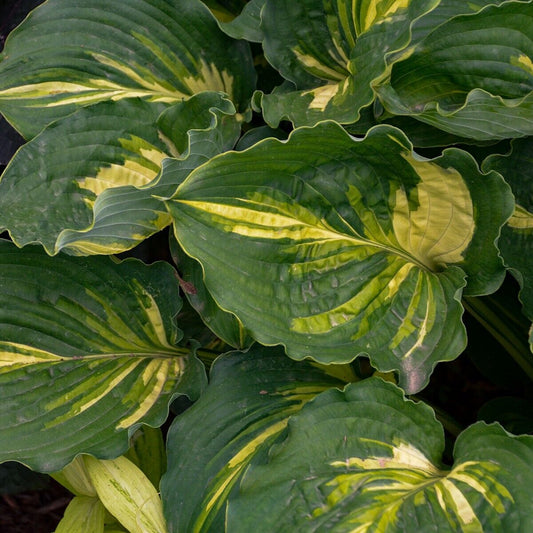Hosta Lakeside Paisley Print 5.25" Pot Well Rooted Perennial Shade Unique