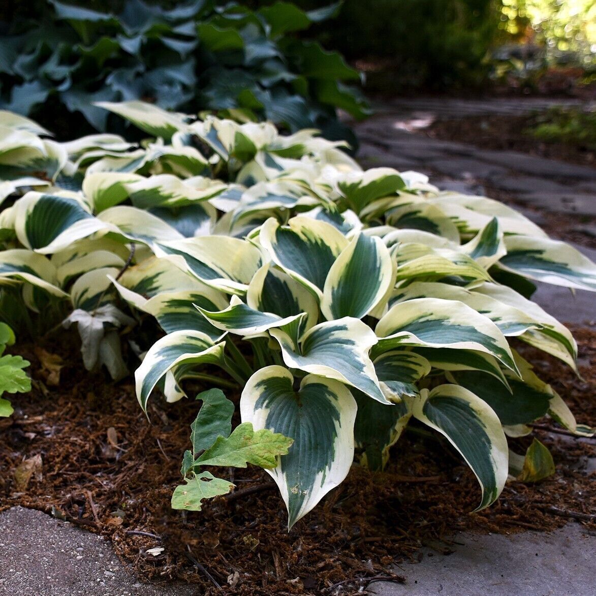 Hosta Blue Ivory 5.25" Pot Well Rooted Perennial Shade Plant Flowers