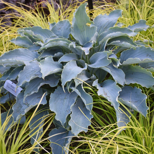 Hosta Tears in Heaven  Rooted 5.25" Pot Perennial Shade BLUE WEEPING