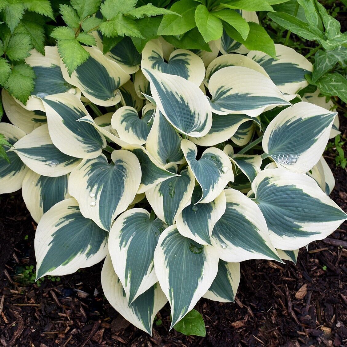 Hosta Blue Ivory 5.25" Pot Well Rooted Perennial Shade Plant Flowers