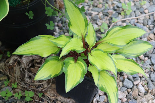 Hosta Pineapple Salsa Well Rooted 5.25" Pot Perennial Shade Plant Unique