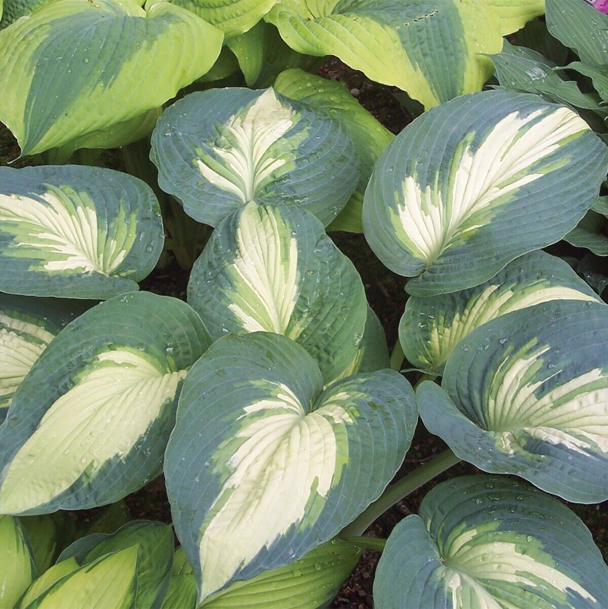 Hosta Shadowlands "Hudson Bay" Proven Winners Rooted 5.25" Pot Perennial Shade