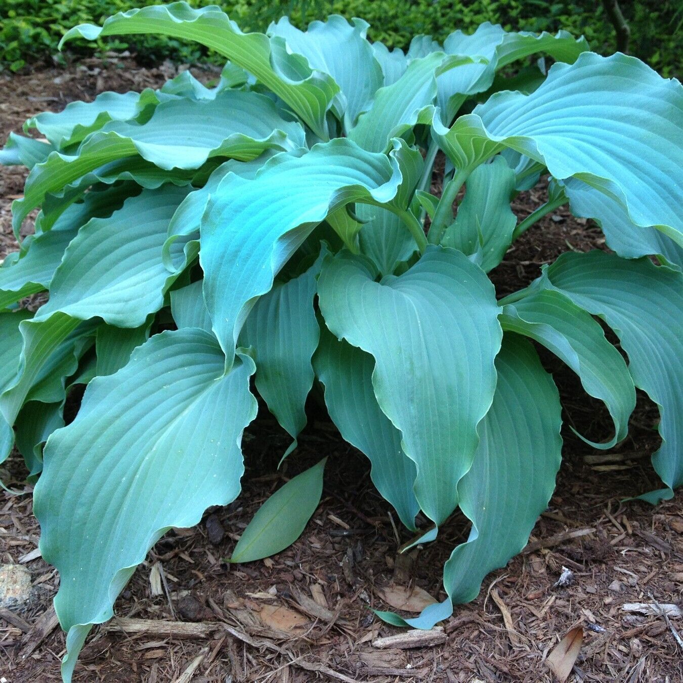 Hosta Neptune Well Rooted 5.25" Pot Perennial Shade 2023 AHGA Hosta of the Year!