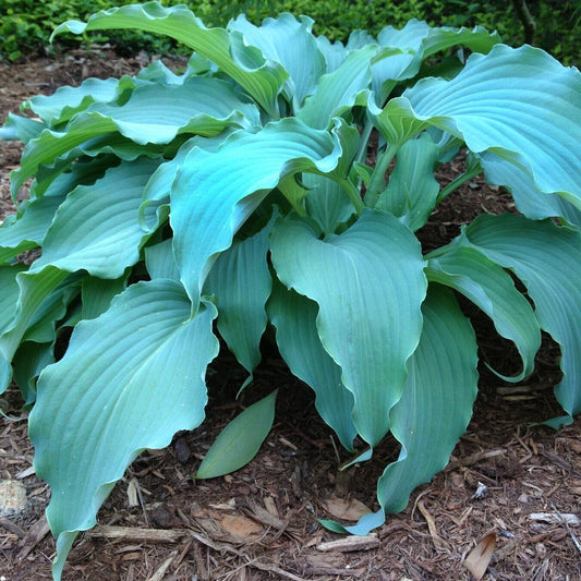 Hosta Neptune Well Rooted 5.25" Pot Perennial Shade 2023 AHGA Hosta of the Year!