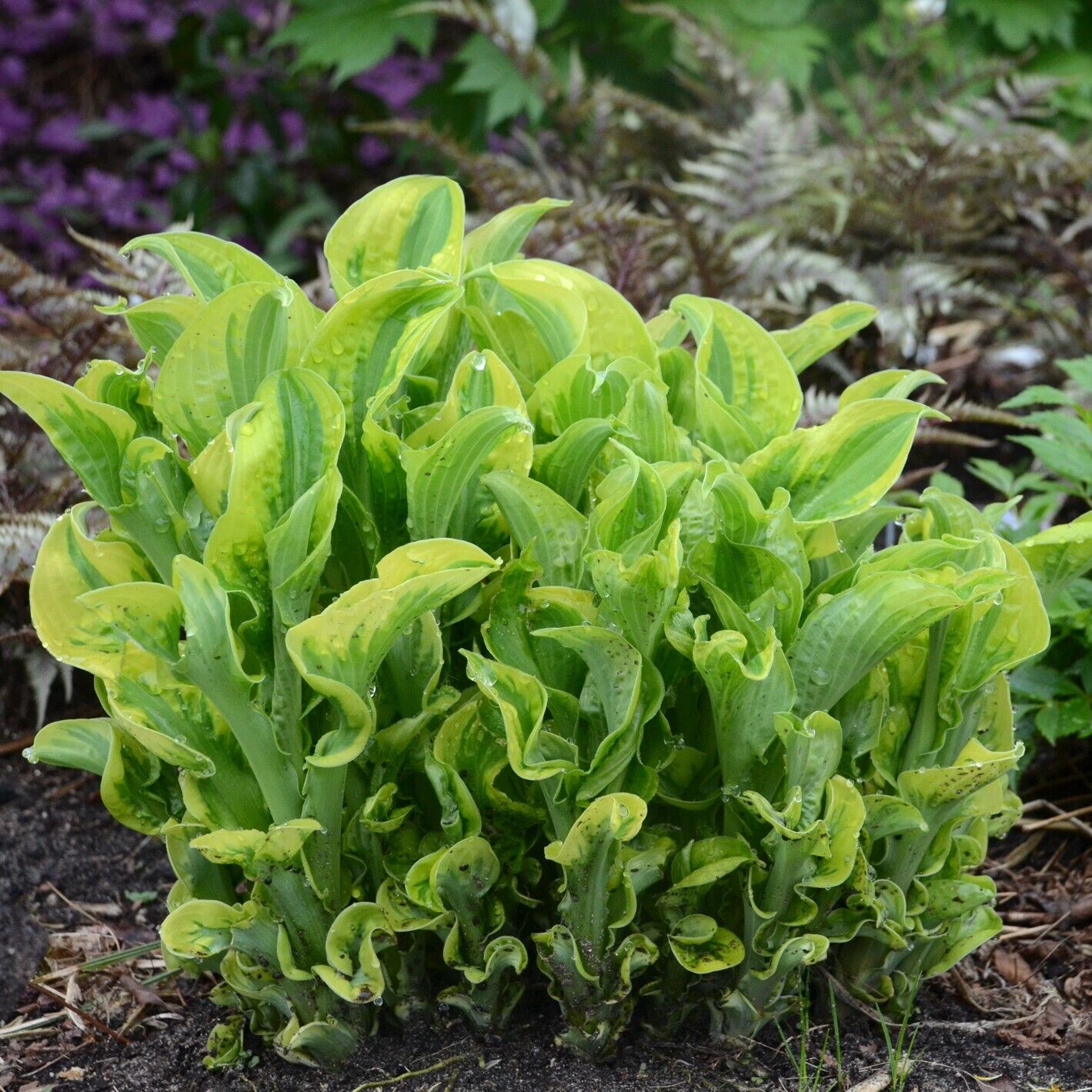 Hosta Wheee! Well Rooted 5.25" Pot Perennial Plant Hosta Shade Proven Winners