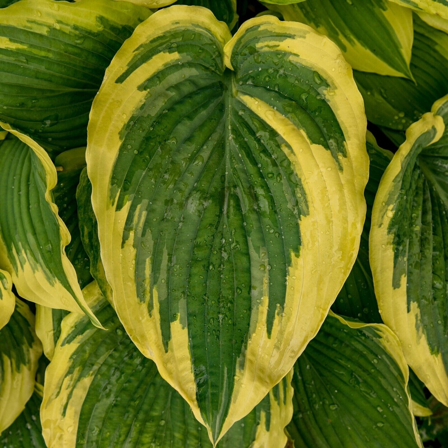 Hosta Drop Dead Gorgeous 5.25" Pot Well Rooted Perennial Shade Plant Stunning