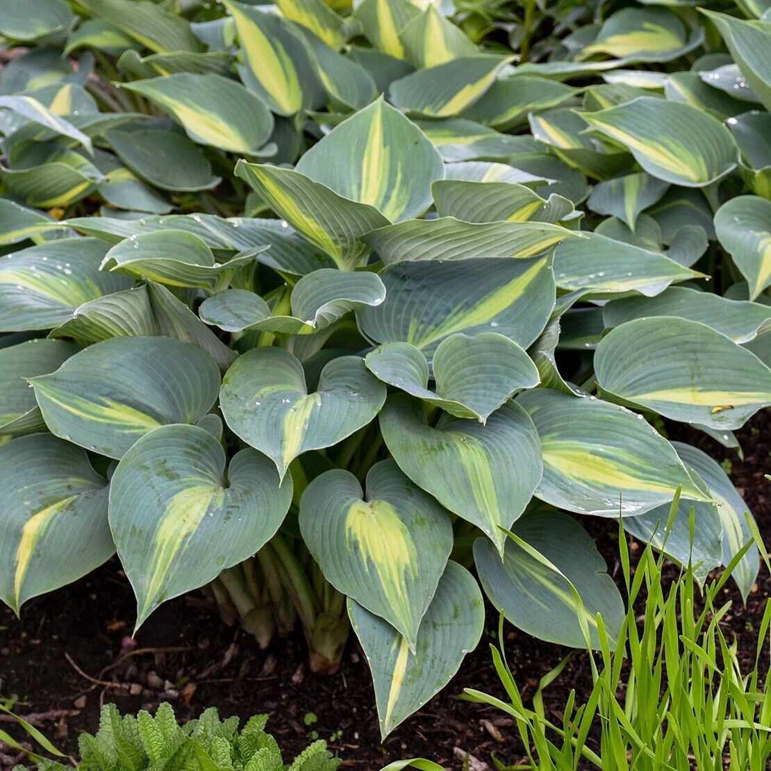 Hosta Touch of Class 5.25" Pot Well Rooted Perennial Shade Plant June Sport