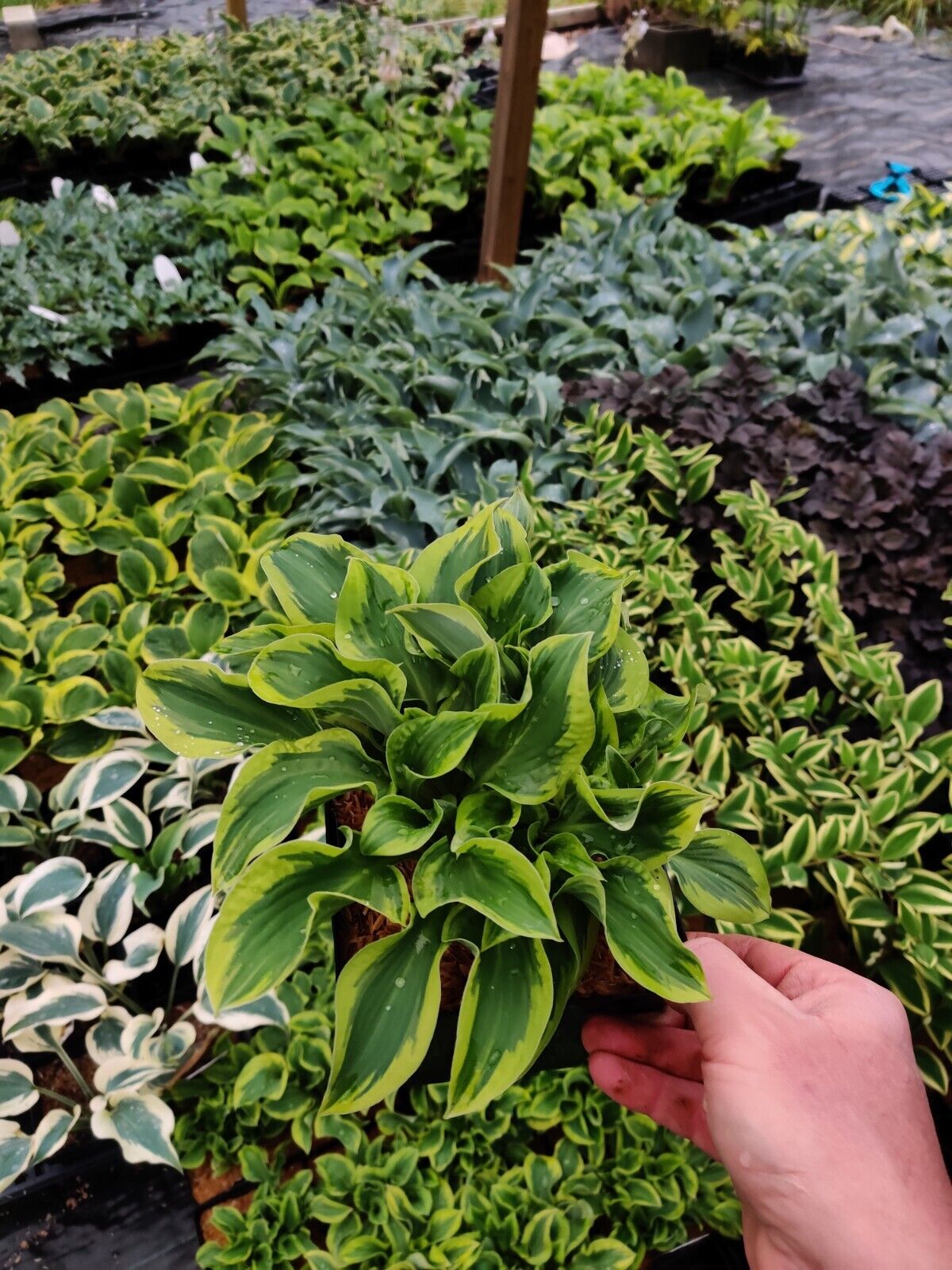Hosta Wrinkle in Time Well Rooted 5.25" Pot Perennial Shade Hardy Plant