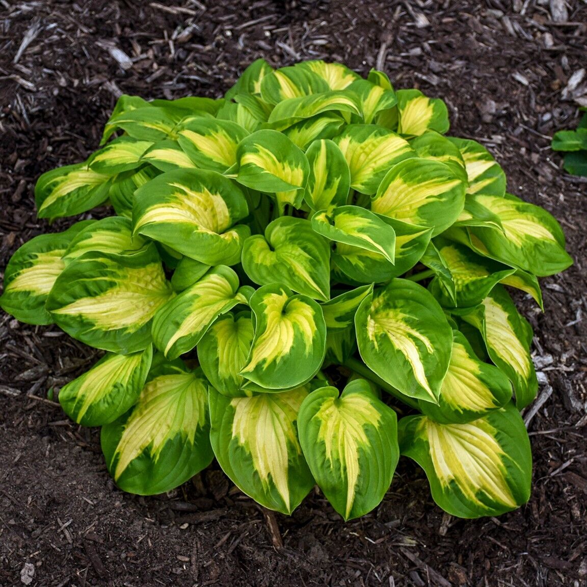 Hosta Etched Glass Well Rooted 5.25" Pot Perennial Proven Winners