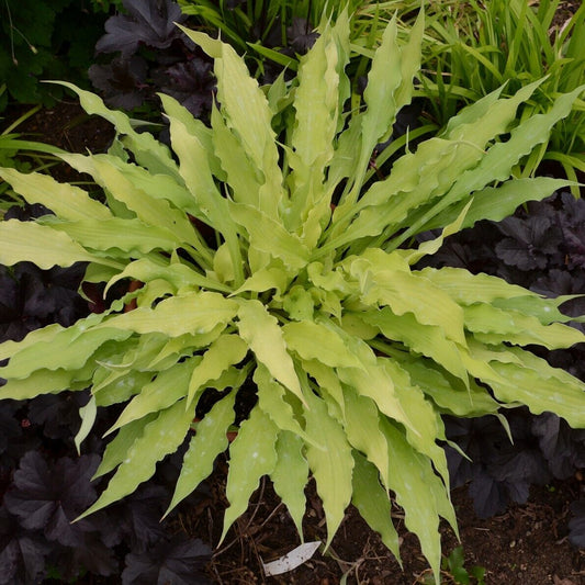 Hosta Wiggles and Squiggles Well Rooted 5.25" Pot Perennial Shade Plant