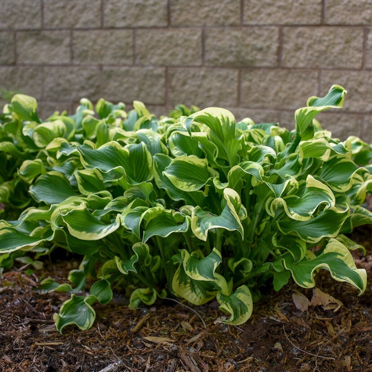 Hosta Wheee! Well Rooted 5.25" Pot Perennial Plant Hosta Shade Proven Winners