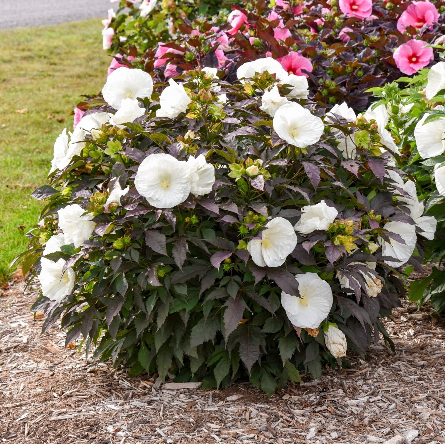 Hibiscus Cookies and Cream 5.25" Pot Well Rooted Perennial Proven Winners