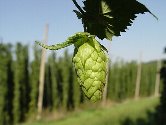 Challenger Hops Bine Live Plant 4" Pot Perennial Beermaking Humulus lupus