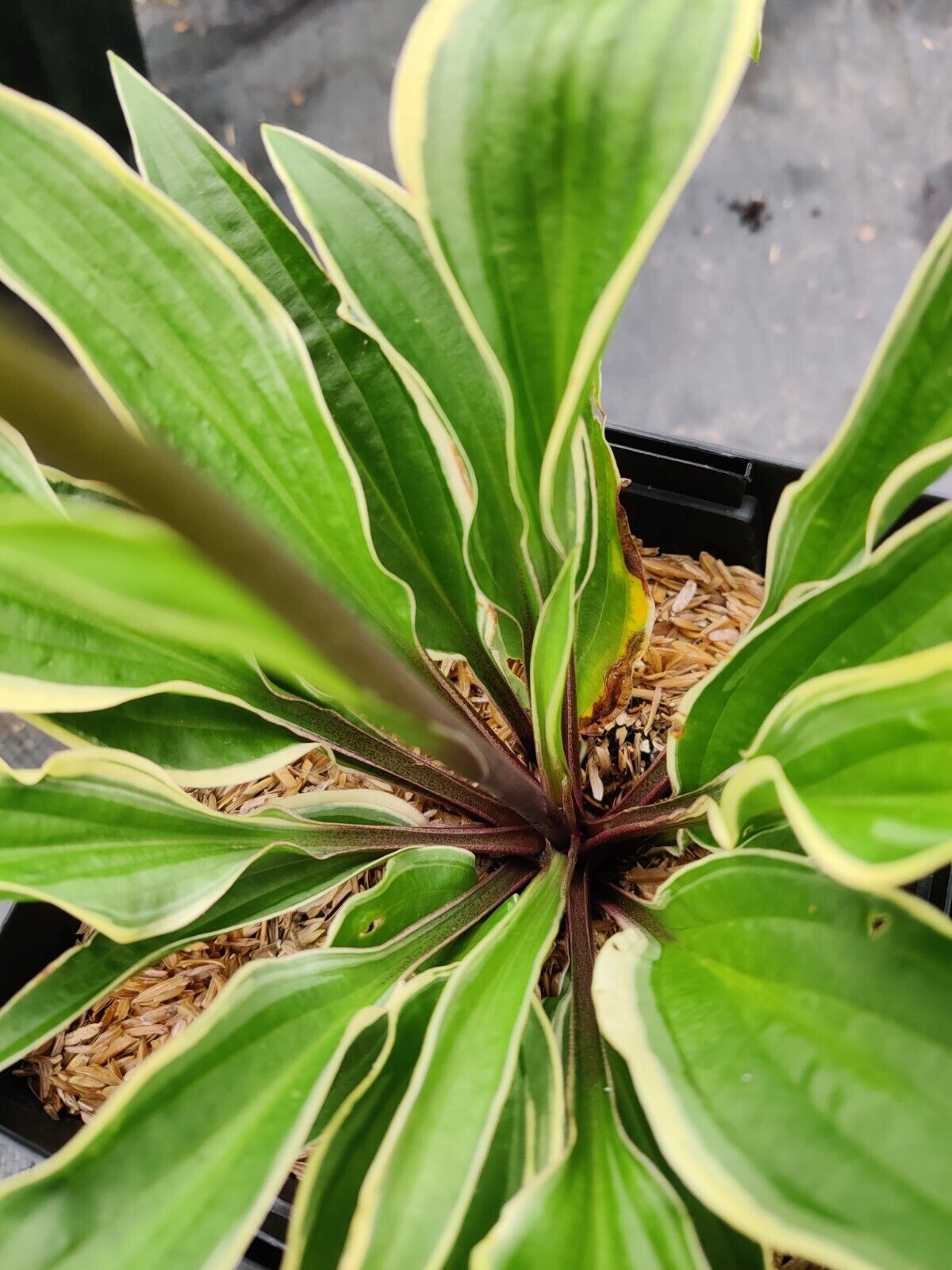 Hosta Grateful Red 5.25" Pot Perennial Shade Variegated Hardy Red Petioles