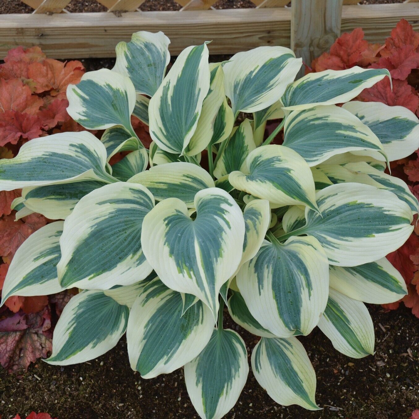 Hosta Blue Ivory 5.25" Pot Well Rooted Perennial Shade Plant Flowers
