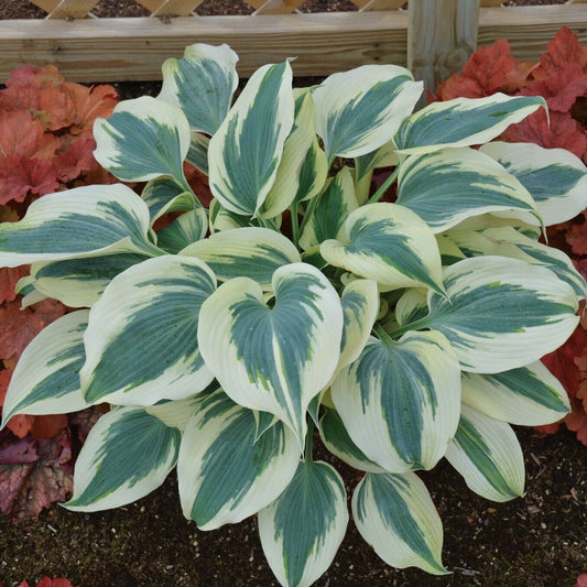 Hosta Blue Ivory 5.25" Pot Well Rooted Perennial Shade Plant Flowers