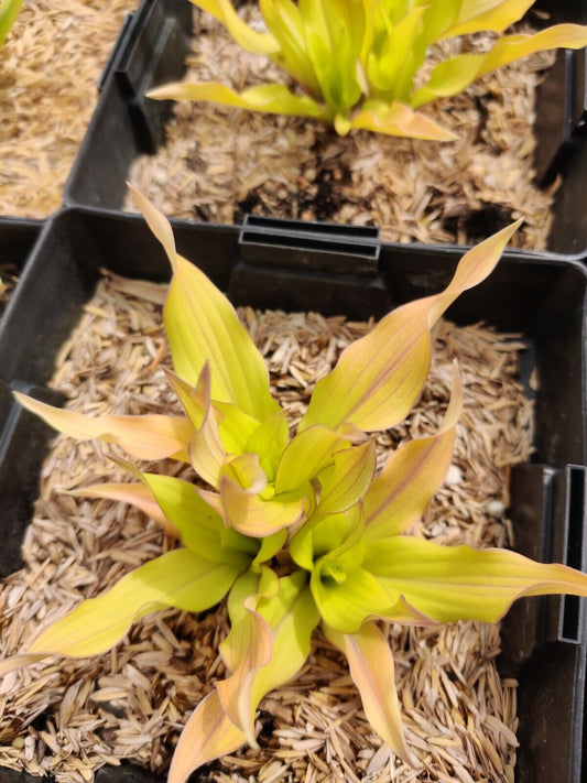 Hosta Light the Match Well Rooted 5.25" Pot Perennial Shade Blusher Rare