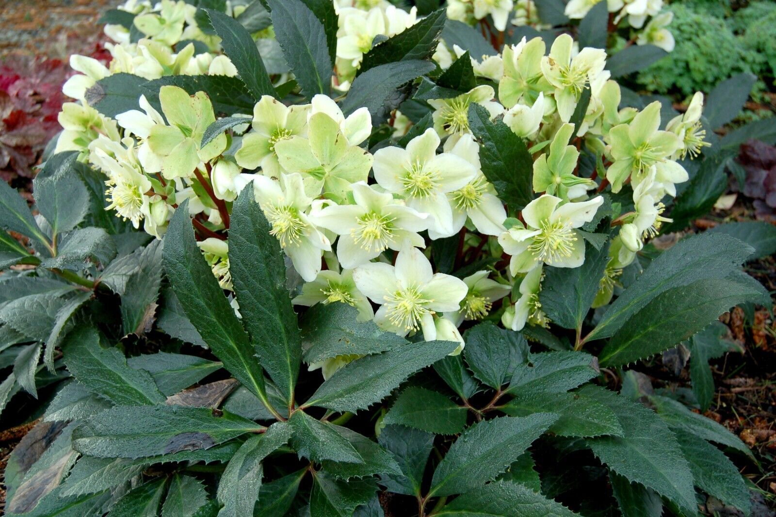 Hellebore 'Honeyhill Joy' Well Rooted 5.25" Pot Perennial Plant Lenten Rose