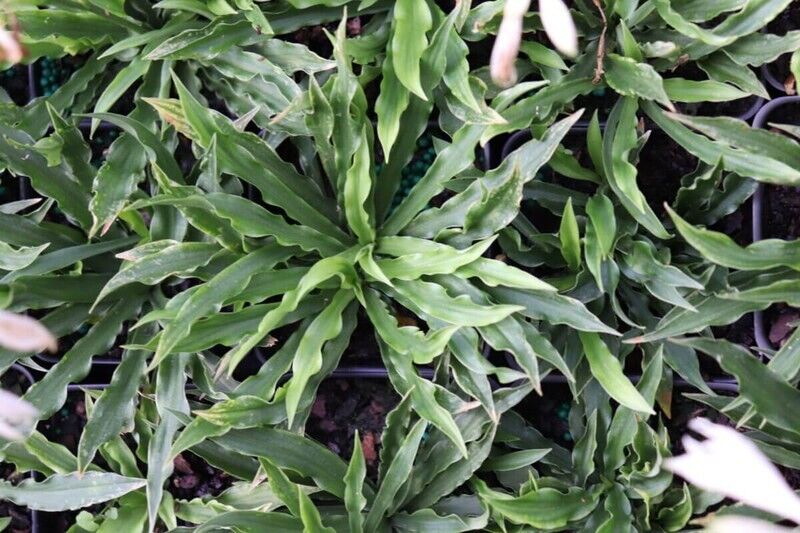 Hosta Little Squirt Well Rooted 5.25" Pot Perennial Shade Miniature Crazy Plant