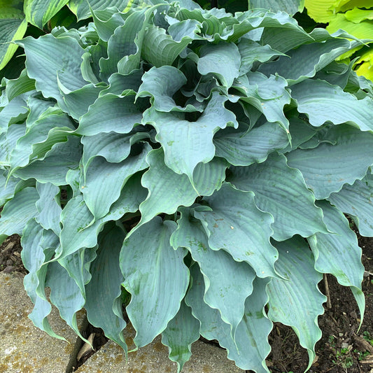 Hosta Dancing with Dragons 5.25" Pot Well Rooted Perennial Shade Unusual