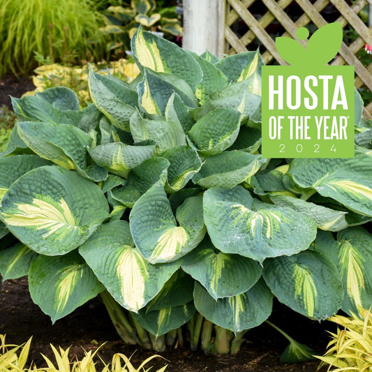 Hosta Shadowlands "Hudson Bay" Proven Winners Rooted 5.25" Pot Perennial Shade