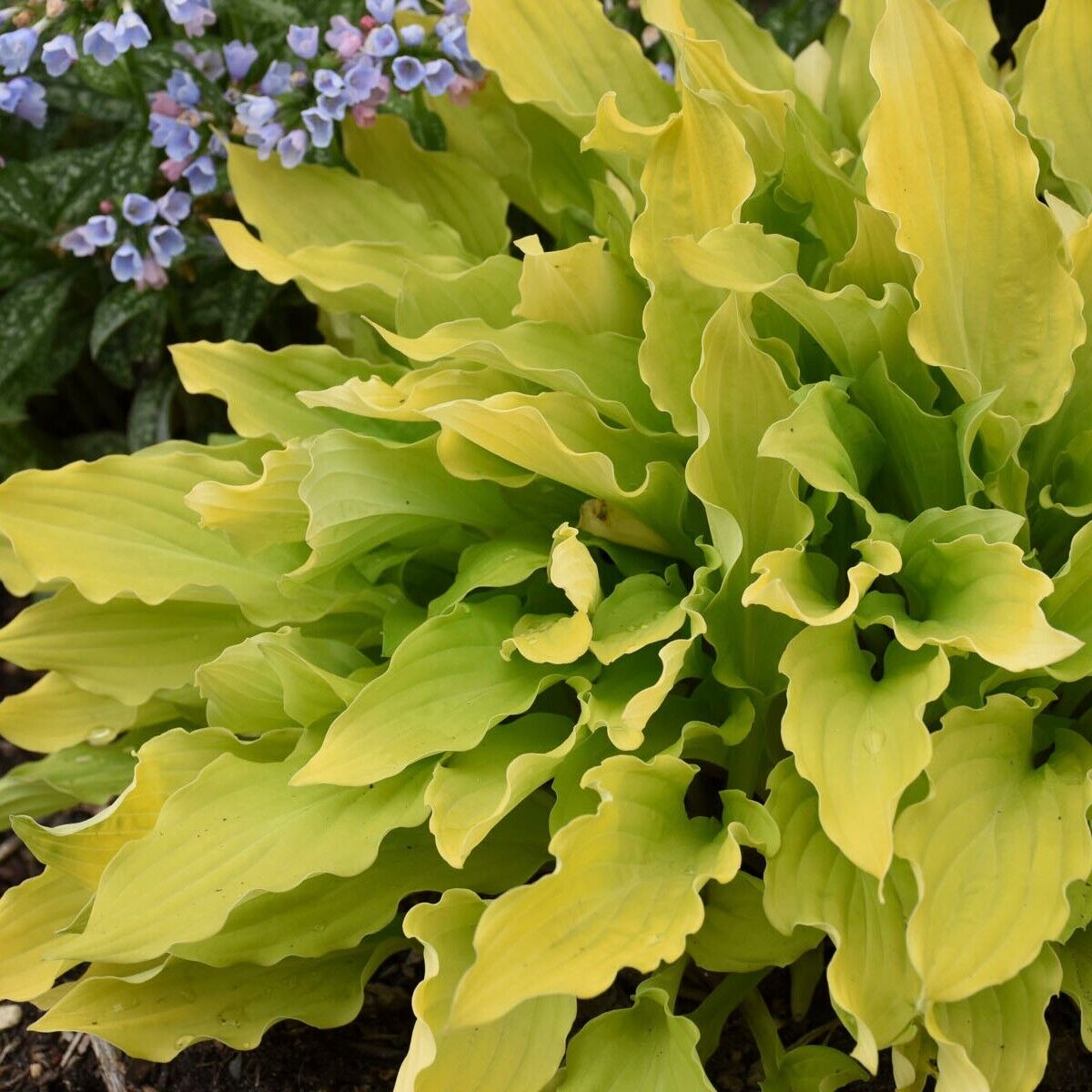 Hosta Time in a Bottle 5.25" Pot Well Rooted Perennial Shade Unusual Flowers