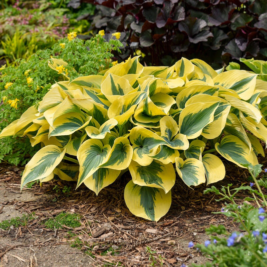 Hosta Shadowlands "Autumn Frost" Proven Winners Rooted 5.25" Pot Perennial Shade