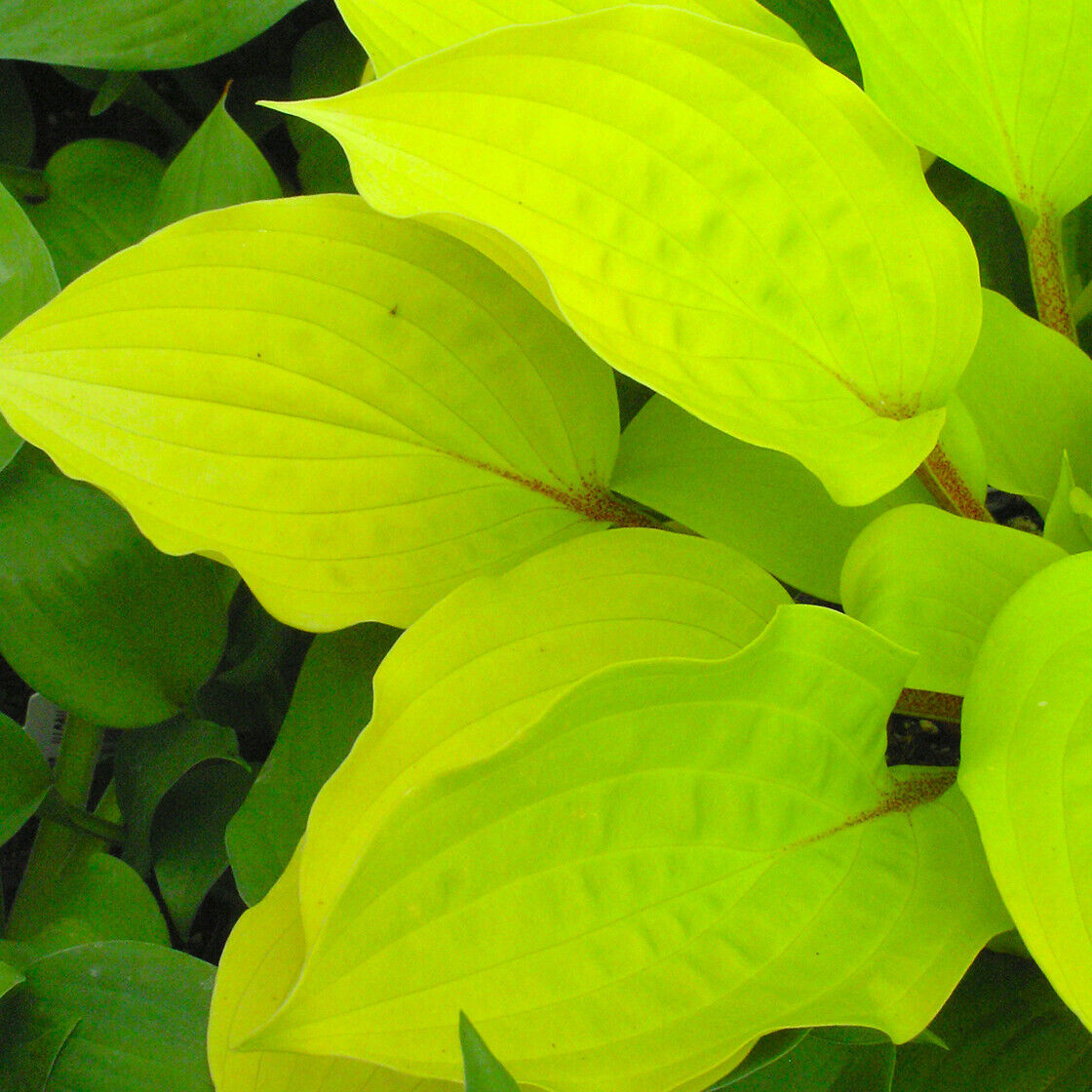 Hosta Fire Island 5.25" Pot Well Rooted Perennial Shade RED Petioles Stems