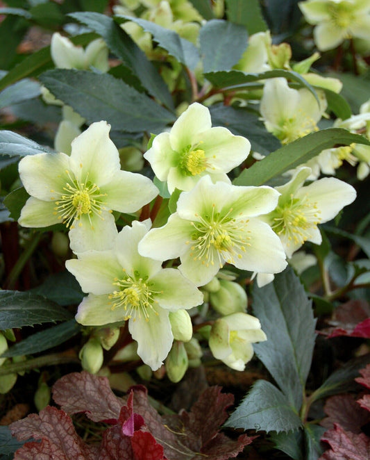 Hellebore 'Honeyhill Joy' Well Rooted 5.25" Pot Perennial Plant Lenten Rose