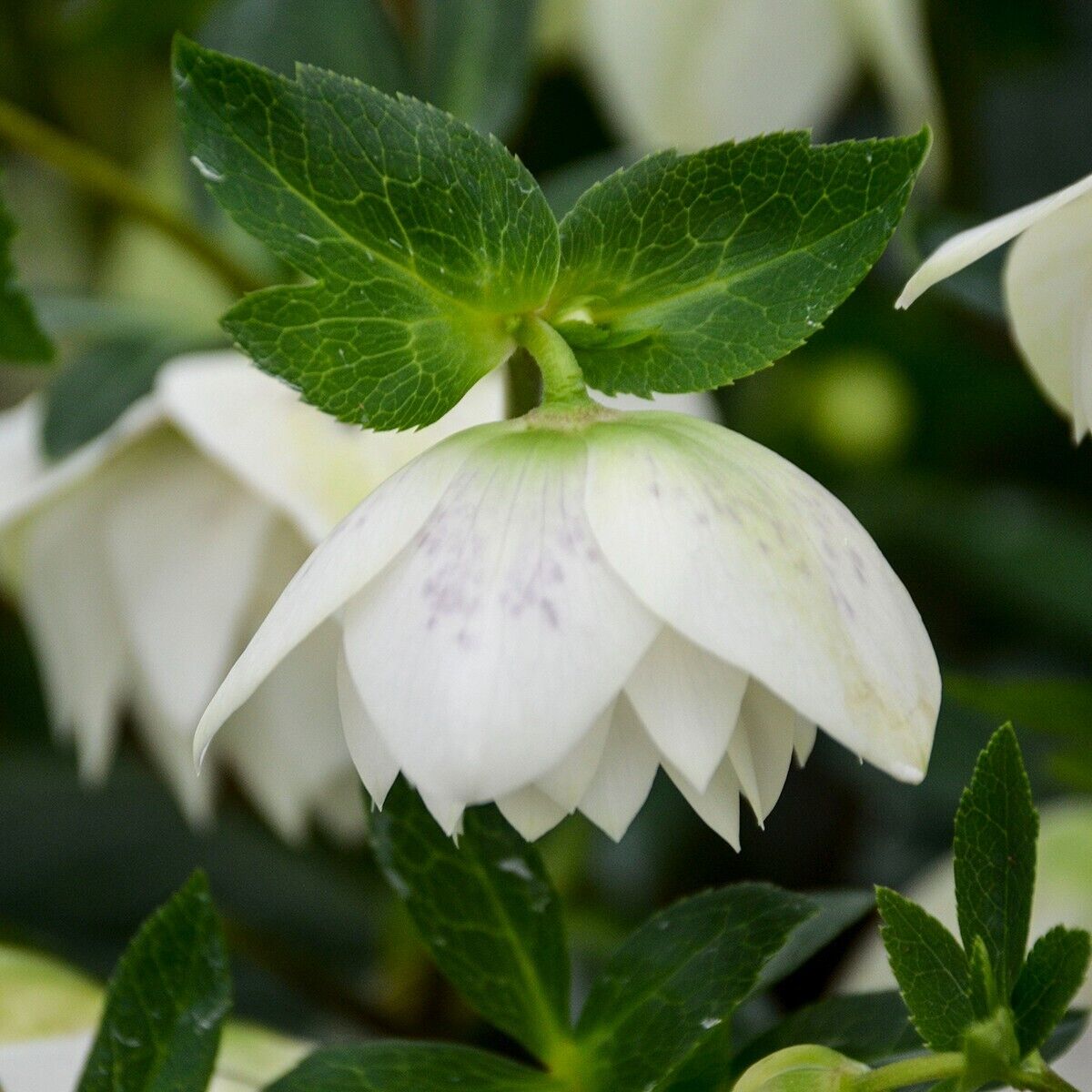 Hellebore 'Confetti Cake' Well Rooted 5.25"  Perennial Plant Lenten Rose