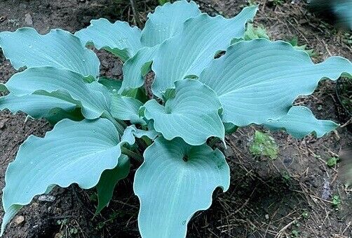 Hosta Skywriter Well Rooted 5.25" Pot Perennial Shade 2025 Hosta of the YEAR