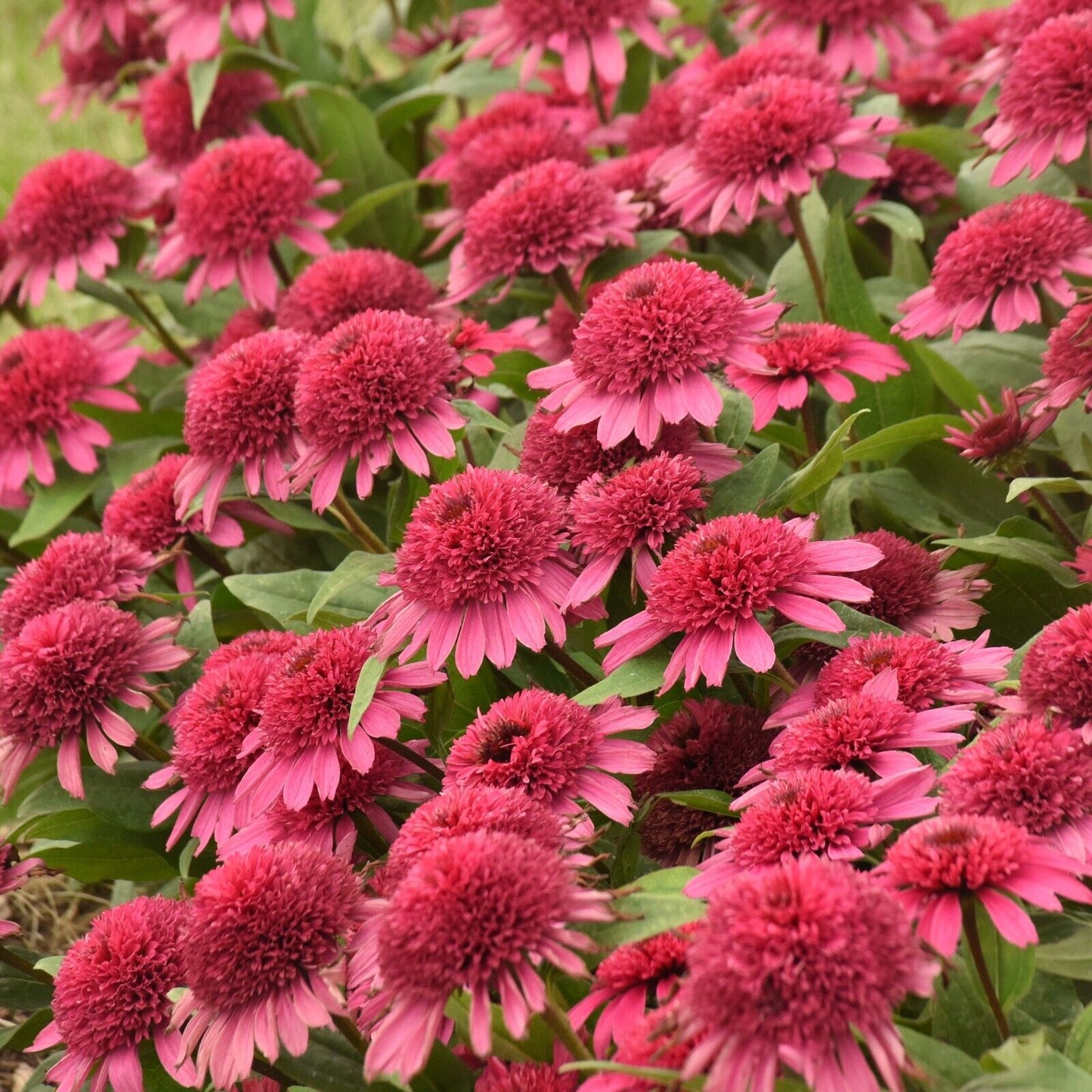 Echinacea Raspberry Beret Proven Winners 5.25" Pot Perennial Coneflower Sun