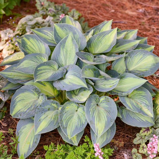 Hosta June Well Rooted 5.25" Pot Perennial Shade Plant Colorful 