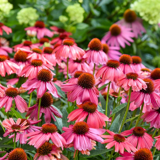 Echinacea Summersong Firefinch Proven Winners 5.25" Pot Perennial Coneflower