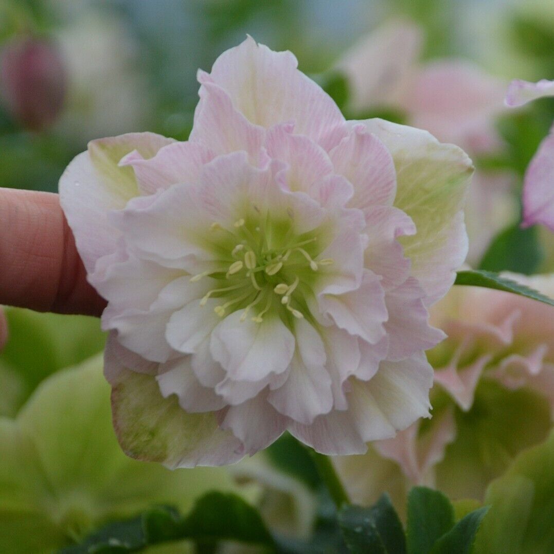 Hellebore 'Flower Girl' Well Rooted 5.25" Pot Perennial Plant Winter Blooms