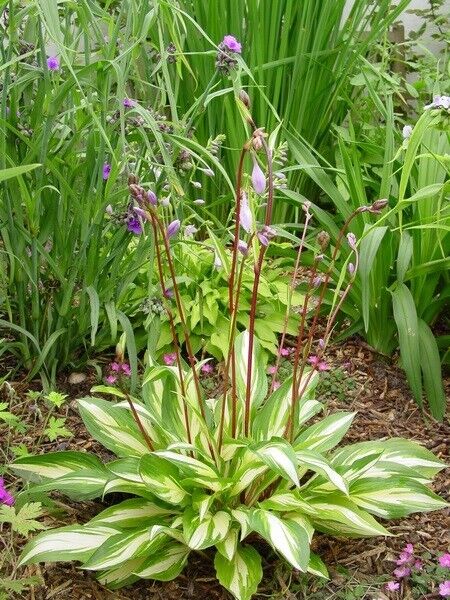 Hosta Cherry Berry Well Rooted 5.25" Pot Perennial Shade Unique Leaves Red Stems