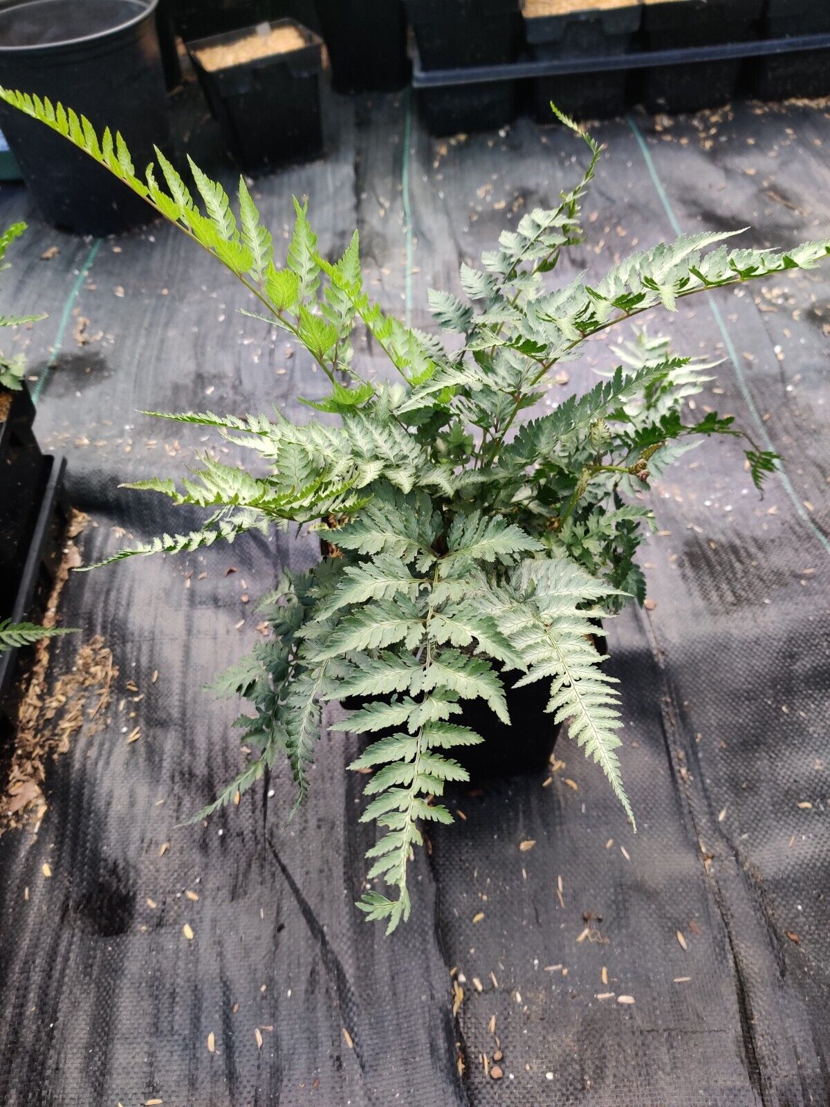 Athyrium niponicum 'Pictum' Japanese Painted Fern Well Rooted Plant 5.25" Pot