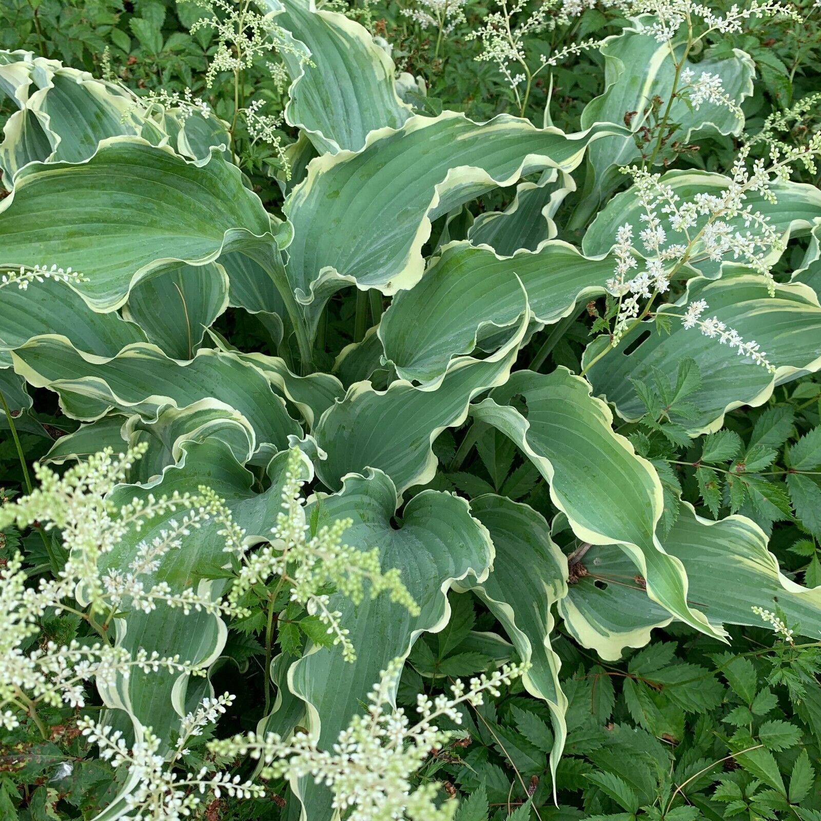 Hosta Dancing in the Moonlight 5.25" Pot Well Rooted Perennial Shade Plant