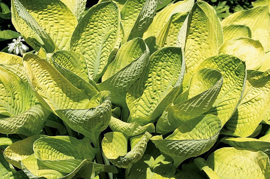 Hosta World Cup 5.25" Pot Well Rooted Perennial Plant 2018 Hosta of the Year!