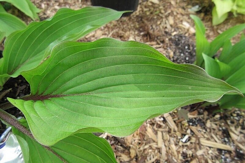 Hosta Wisconsin Red 5.25" Pot Well Rooted Perennial Shade Plant