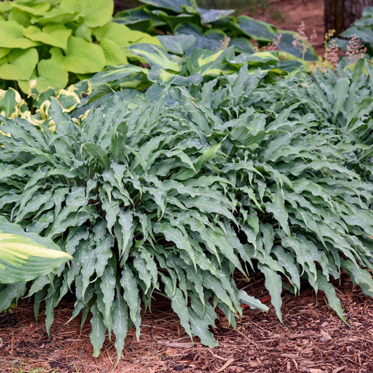 Hosta Silly String 5.25" Pot Well Rooted Perennial Shade Plant Unusual Leaves