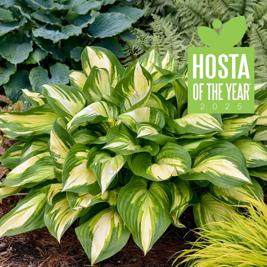 Hosta Miss America 5.25" Pot Well Rooted Perennial Shade 2025 Hosta of the Year!